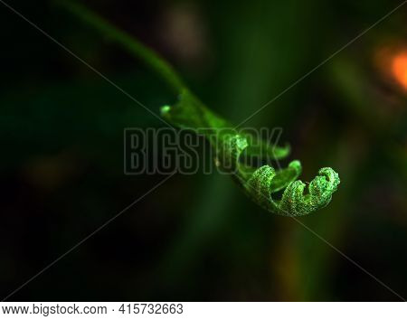 Close-up Freshness Green Leaves Of Oak-leaf Fern On Natural Background