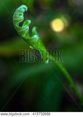 Close-up Freshness Green Leaves Of Oak-leaf Fern On Natural Background