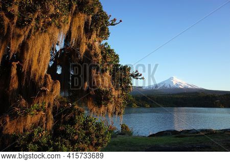 Nature of Chile, Pucon, Spanish moss hanging from tree, Snowy cone of Villarrica volcano and lake Villarrica in evening light, blue sky