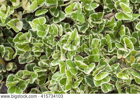 Top View Of Green And White Leaf Of Araliaceae Or Polyscias Sp In The Garden For Background.