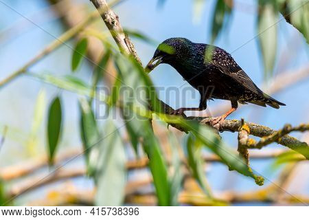 Common Starling Or Sturnus Vulgaris, Also Known As The European Starling Or Just Starling.