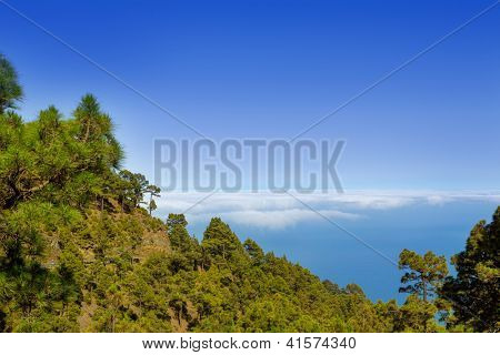 金丝雀松树 La Palma 在破火山口德连国家公园