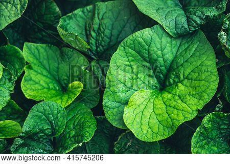 Vivid Minimalist Nature Background With Dew Drops On Green Leaves Close Up. Beautiful Green Minimal 
