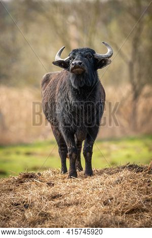 Portrait Of A Young Black Bull With Its Head Raised On Straw