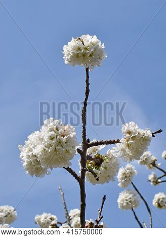 Cherry Blossoms In Sant Climent De Llobregar Barcelona Spain