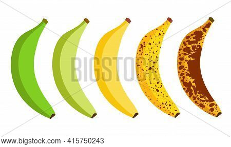 Banana Ripeness Fruit Illustration Green Mature Bad Food. Banana Ripe Vector Icon