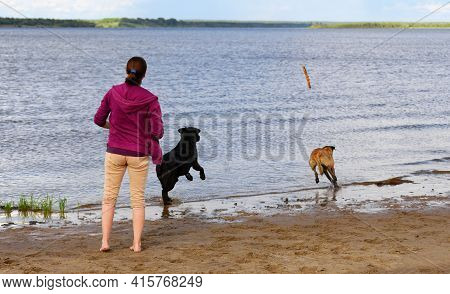 Caucasian Woman Is Throwing The Wooden Stick For Her Dogs In Water, Behind View.