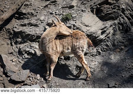 Alpine Mountain Sniff And Climber Alpine Ibex Scratches And Washes Dirty Hair At The Same Time. Four