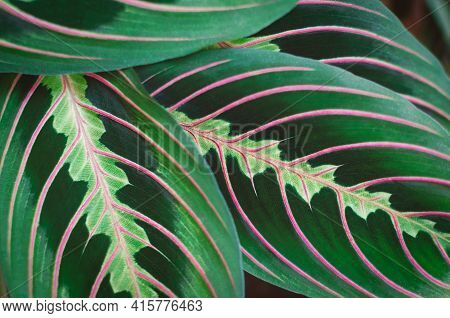 Maranta Leuconeura, Prayer Plant Close Up. Bicolor Leaves Texture. Tropical House Plants. Abstract G