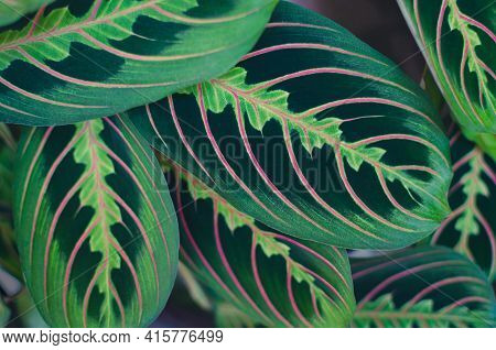 Exotic Plants Background, Jungle Leaf Wallpaper, Floral Tropical Pattern Background. Red Stripe Pray