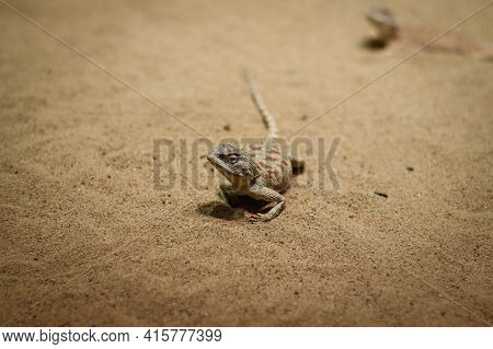 Rapelus Sanguinolentus Stands Motionless On The Sandy Ground, Looking Back Curiously, Wondering What