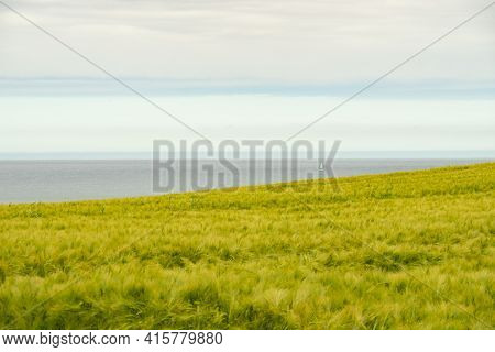 A Grainfield At The Atlantic Coast Of Bretagne, France.