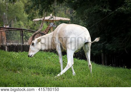 Rare Addax Nasomaculatus When Performing The Need. White Antelope Pees. Screwhorn Antelope At A Deli