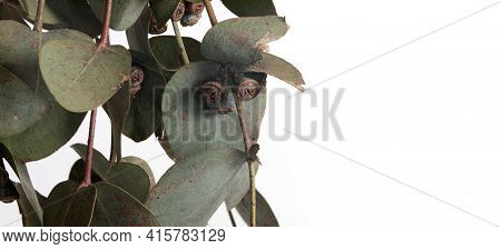Eucalyptus (eucalyptus Globulus, Commonly Known As southern Blue Gum) Branch With Fruits Isolated On