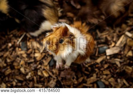 Cute And Exploratory Look Of A Young Furry Guinea Pig Standing On Its Back And Looking Through A Pad