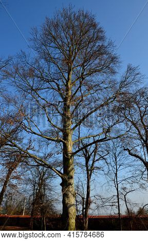 Old Beech With A Beautiful Healthy Of A Solitary Tree In The Castle Park. Stone Wall And Ancient Tru