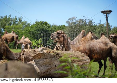 Group Of Domestic Bactrian Camel Eats Dry Grass For Lunch. Lunch Together For Large Mammals. Camelus