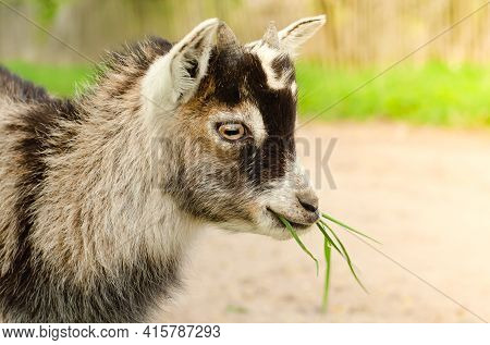 Little Gray Kid Goat Eating Green Grass In The Pasture, Grazing In The Field, Depasturing In The Mea