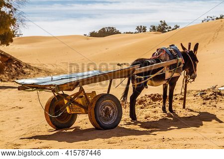 A Donkey With An Empty Cart Waiting In The Oasis. Ksar Ghilane, Sahara Desert, Tunisia, North Africa