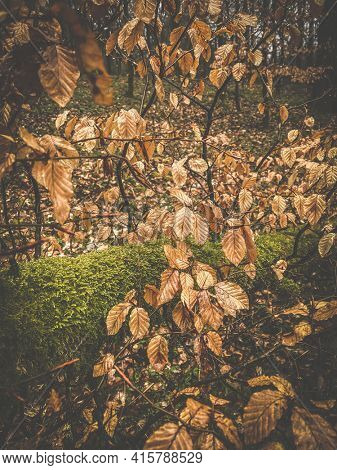 Beech foliage with moss in the background during the Hiking the 