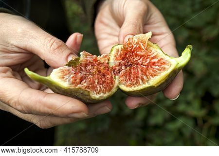 Homemade Ripe, Juicy And Colorful Figs In Female Hands. A Farmer Checks The Quality Of The Figs. The