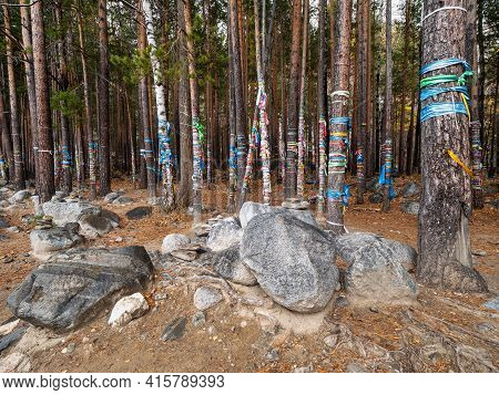Eastern Sayans, Buryatia. Sacred Grove At The Mineral Spring Of The Arshan Resort.