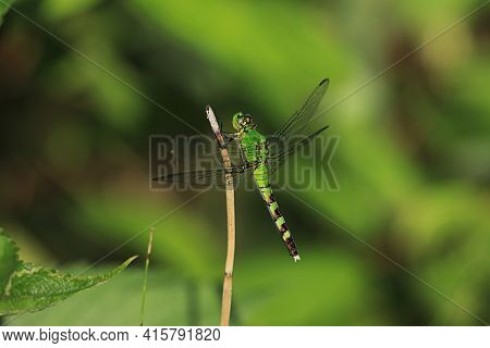 A Female Eastern Pondhawk, Erythemis Simplicicollis, Perched On Twig