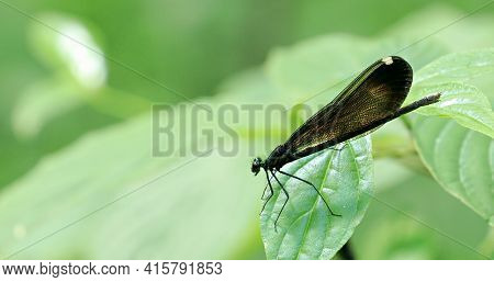 A Female Ebony Jewelwing, Calopteryx Maculata, Perched On A Leaf