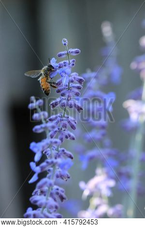 A Vertical Of Western Honey Bee, Apis Mellifera, On Russian Sage, Perovskia Atriplicifolia
