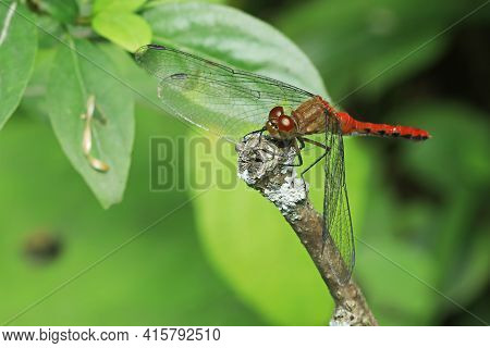 A Male Ruby Meadowhawk Dragonfly, Sympetrum Rubicundulum, On A Twig