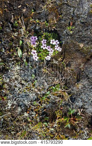 Tiny tundra flowers Moss Campion (Silene acaulis) in Swedish Lapland. Arctic nature of Scandinavia