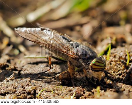 pale giant horse-fly outdoor (tabanus bovinus)