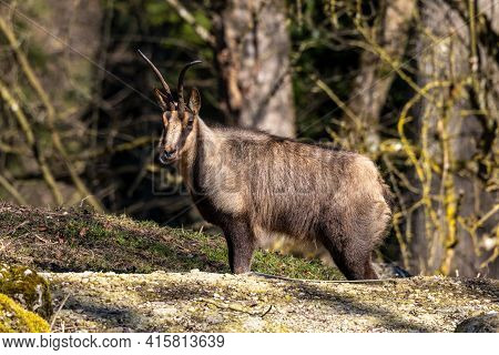 Apennine Chamois, Rupicapra Pyrenaica Ornata, Is Living In The Abruzzo-lazio-molise National Park In