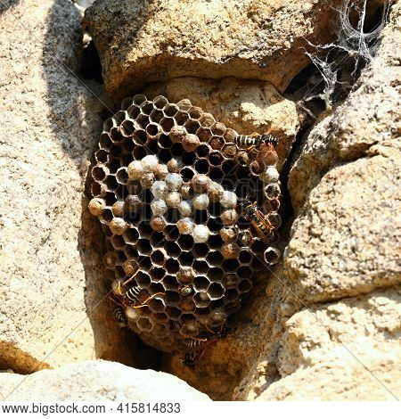 Wasp Nest With Wasps, Polistes Dominula On The Stone Wall.  Paper Wasp Nest Built Among Stones Of Th