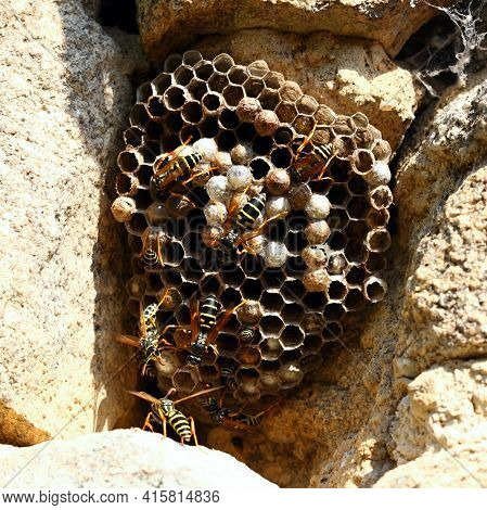 Wasp Nest With Wasps, Polistes Dominula On The Stone Wall.  Paper Wasp Nest Built Among Stones Of Th