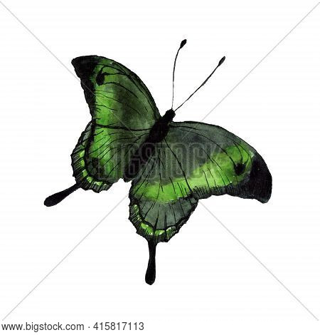 Tropical Flying Insect Papilio Palinurus Watercolor Sketch