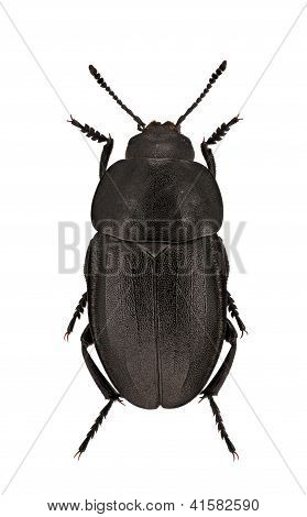 Aclypea Souverbii