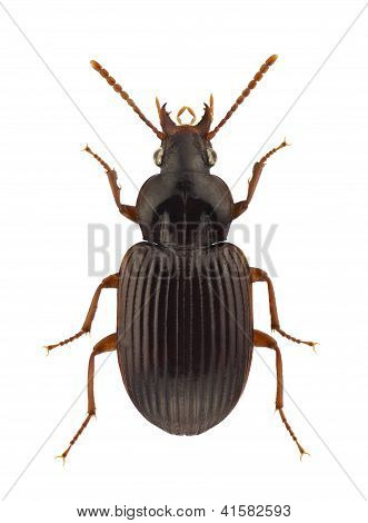 Carabidae africana