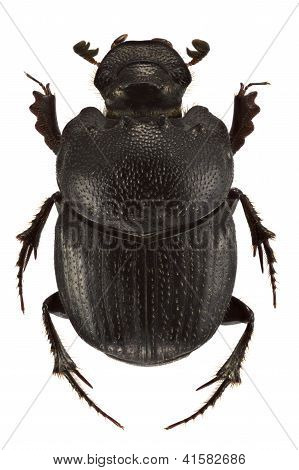Onthophagus Psychopompus