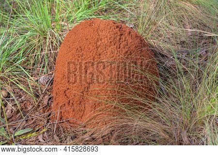 Underground Termite Colony (coptotermes Gestroi) In The Midst Of Nature.