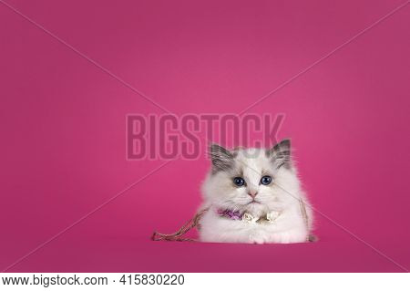 Adorable Ragdoll Cat Kitten, Wearing Flower Neclace. Laying Down Facing Front. Looking Towards Camer