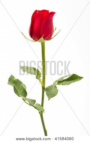 Rosa vermelha
