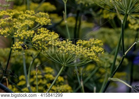 Yellow Flower Of A Fennel In Summer - Foeniculum Vulgare - Bavaria, Germany, Europe