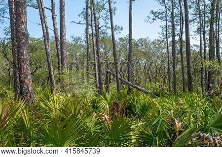 Pine Trees And Palmettos Along Pine Beach Trail In Bon Secour National Wildlife Refuge In Gulf Shore