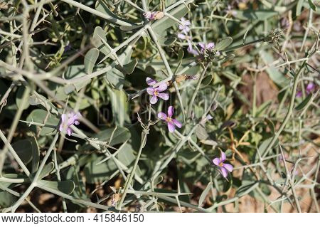 Zilla Spinosa Bloom, Selective Focus On Flowers, Purposely Blurred