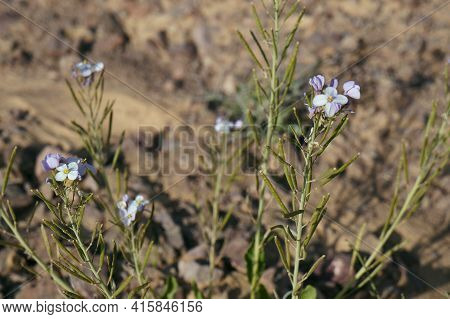 Diplotaxis Acris Or Desert Rocket In Bloom In Arava Desert, Selective Focus On A Flower