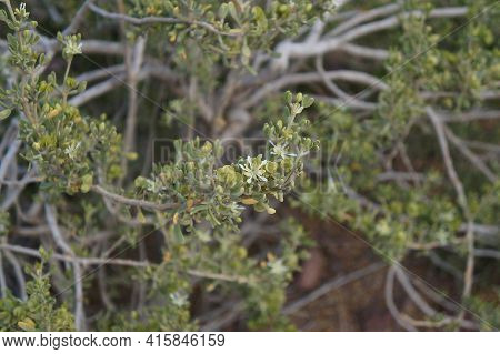 Tiny White Flowers On The Nitraria Retusa Desert Tree