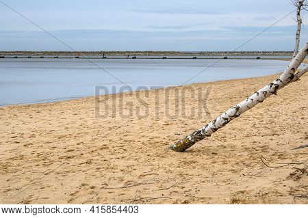 Birches Growing On The Sandy Beach In Gorki Zachodnie On The Baltic Sea. Gdansk, Poland