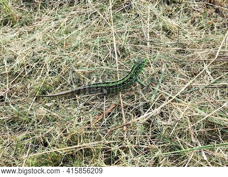 Photography On Theme Beautiful Green Scales To Body Lizard Sitting In Dry Grass. Photo Consisting Of