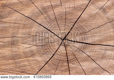Cut A Tree In The Forest. Butt Felled Tree With Rings And Crack, Background